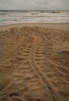 Leatherback Turtle tracks