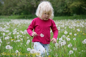 Little girl among Dandelion seeds