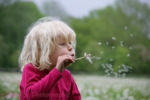 Girl blowing Dandelion seeds