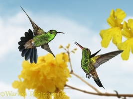 Copper-rumped Hummingbirds