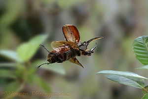 Rhinoceros beetle flying