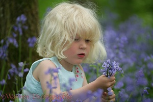 Little girl in Bluebell wood