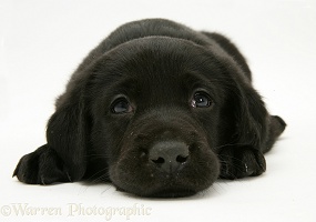 Black Goldador Retriever pup