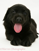 Black Goldador Retriever pup, panting