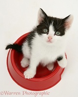 Black-and-white kitten in a food bowl