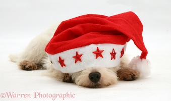 Sleepy Westie pup wearing Santa hat