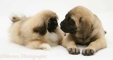 Pekingese and English Mastiff pups