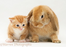 Small ginger kitten with Sandy Lop rabbit
