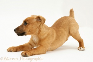 Jack Russell Terrier x Chihuahua pup play-bowing