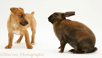 Puppy with fierce dwarf Rex rabbit
