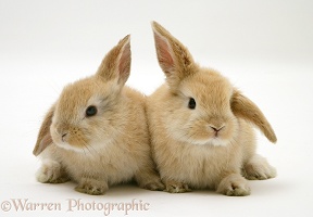 Young Sandy Lop rabbits