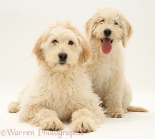 Cream Labradoodle bitch and pup
