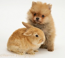 Pomeranian puppy and rabbit