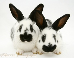 Young English spotted rabbits