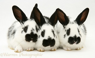 Three young English spotted rabbits