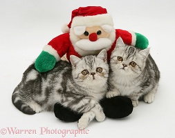 Silver tabby Exotic kittens with toy Santa