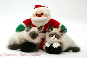 Birman-cross kittens with a toy Santa