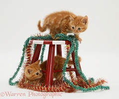 Red tabby kittens with tinsel and child's stool