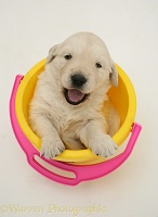 Yellow Retriever puppy in a plastic bucket