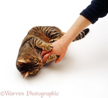 Cat holding and scratching a person