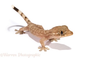 Trinidad house gecko recently hatched