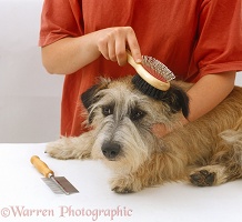 Terrier being groomed