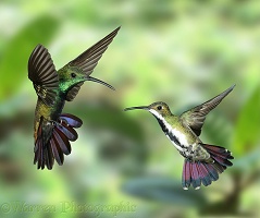 Black-throated Mango Hummingbirds