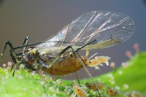 Rose Aphid giving birth