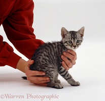 Picking up a silver spotted kitten