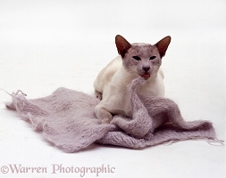 Lilac-point Siamese male cat eating wool