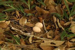 White-naped Nightjar eggs