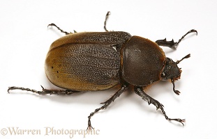 Rhinoceros beetle female