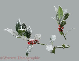 'Frosted' holly