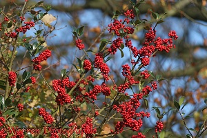 Holly berries with beech