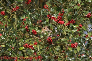 Holly berries with squirrel