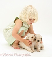 Little girl with Golden Retriever pups