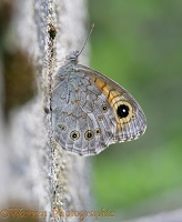 Large Wall Brown Butterfly