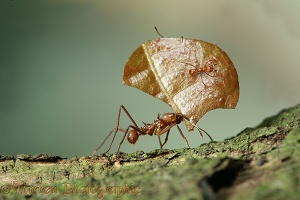 Leaf-cutting ants