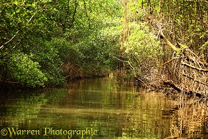 Tide channel through mangrove swamp