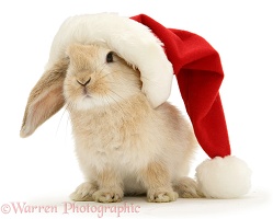 Rabbit in a Santa hat