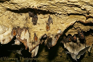 Bats roosting in the limestone caves at Tamana