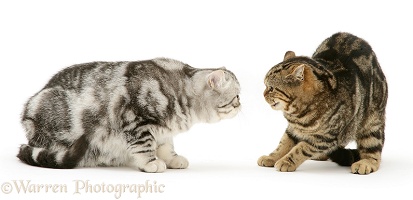 Silver Exotic cat meets Brown tabby cat