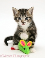 Tabby-and-white kitten with a toy mouse