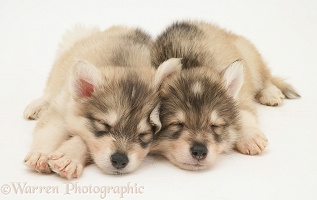 Sleepy Utonagan puppies