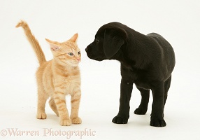 Black Labrador Retriever pup with ginger kitten