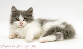 Grey-and-white kitten lying down