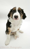Tricolour Border Collie pup looking up