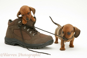 Dachshund pups playing with a shoe