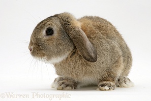Lop earred rabbit