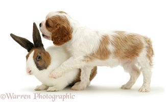 King Charles puppy with fawn Dutch rabbit
